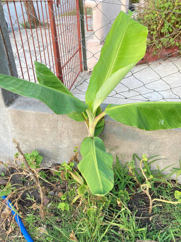 Plantas De Banano O Bananero