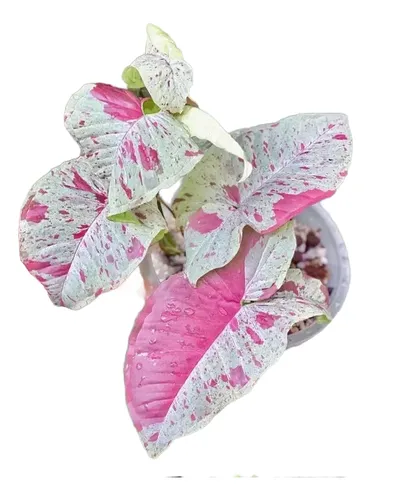 Syngonium Milk Confetti - Planta Exótica De Colección