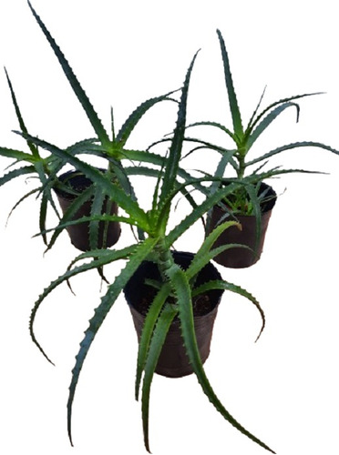 Aloe Vera Arborescens - Envase 3 Lts. - $ Cada Unidad