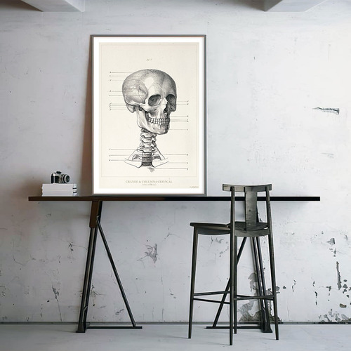 4 Láminas De Anatomía Humana