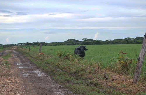 Imagen 9 de 19 de Finca Agropecuaria En Guárico Con Pista De Aterrizaje
