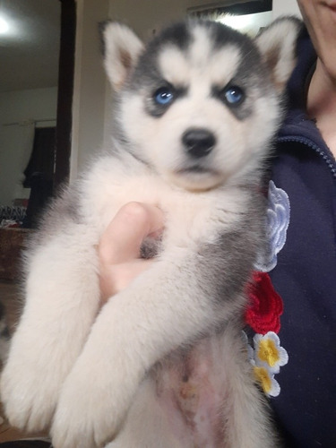 Filhotes De Husky Siberiano
