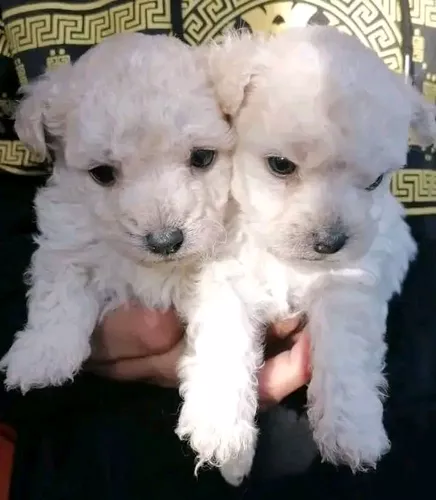 Cachorros French Poodle Guayaquil