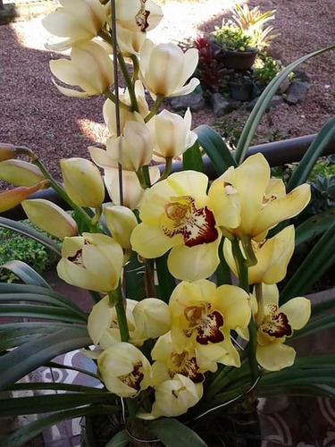 Orquídea Cymbidium Amarela - Com Flor Planta Adulta Amarelo