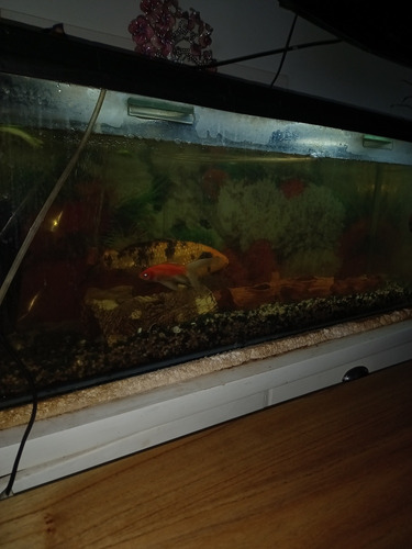 Acuario Completo Con Peces Grandes Tapa Y Led