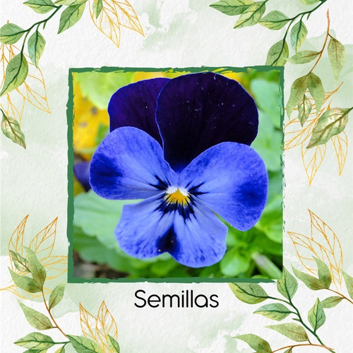 200 Semillas Flor Pensamiento Azul + Obsequio Germinación