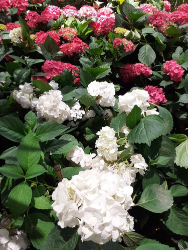 Hortensia, Hydrangea Macrophylla 4lts