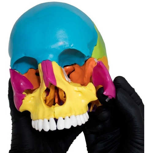 Cranio Didatico Desmontavel 22 Partes Anatomical Plus Ap015