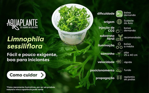 Limnophila Sessiliflora - Pinheirinho (in Vitro)