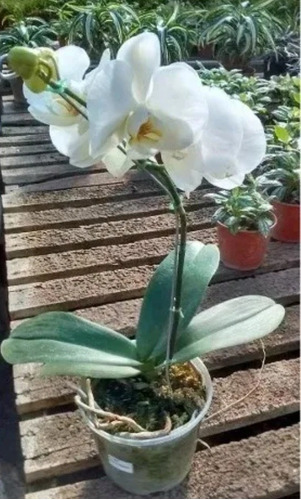 Orquidea Phalaenopsis