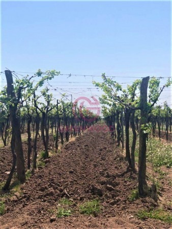 Imagen 3 de 19 de Greenwood Vende Hermosa Finca Con Viñedos, Casa, Galpon Y Pozo Para Riego