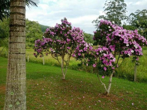 Imagem 7 de 30 de Sitio Em Camboriú - Aceita Permuta Em Balneário Camboriu 15mil M² - T102 - 3285723