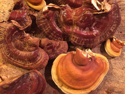 Imagen 2 de 2 de Extracto O Tintura De Reishi - Suplemento Alimenticio 30 Cc