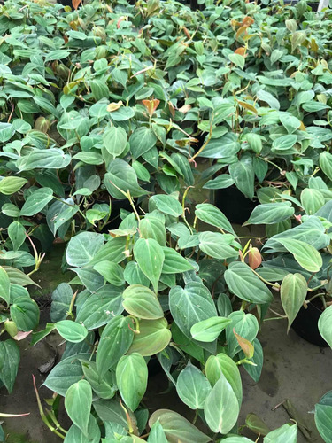 Philodendron Micans En Maceta Colgante 5 Velvet Leaf (Usado)