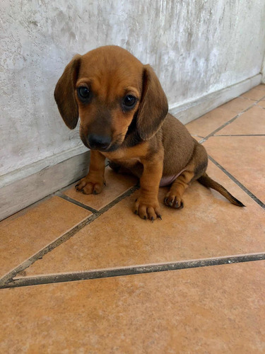 Imagen 5 de 5 de Hermosos Cachorros Dachshund Salchicha Mini