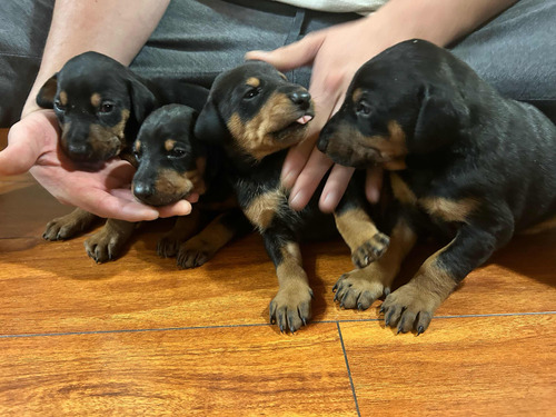 Cachorros Doberman