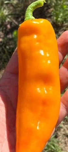 Pimiento Corno Di Toro Giallo Semillas De Mi Huerta A Tu Hue