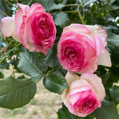 Rosa Pierre Ronsard Enredadera Trepadora 2m Premium Delviso
