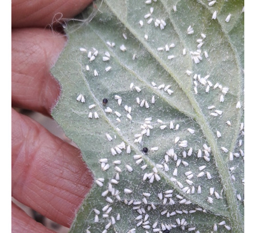 Control Biológico.  Delphastus , Depredador De Mosca Blanca