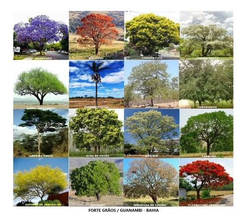 Sementes De Flamboyant Vermelho Delonix Regia E + Espécies