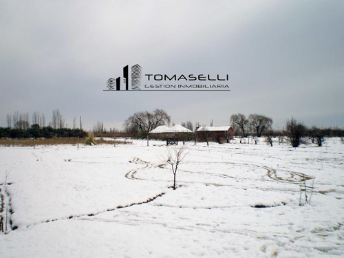 Venta - Chacra Con Casa Y Plantacion- Rama Caida - Mendoza