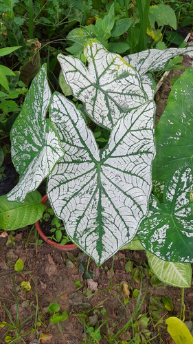 Kit 10 Caladium Branco (bulbos)