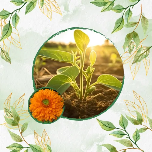 Fertilizante Para El Crecimiento De Caléndula Officinalis M