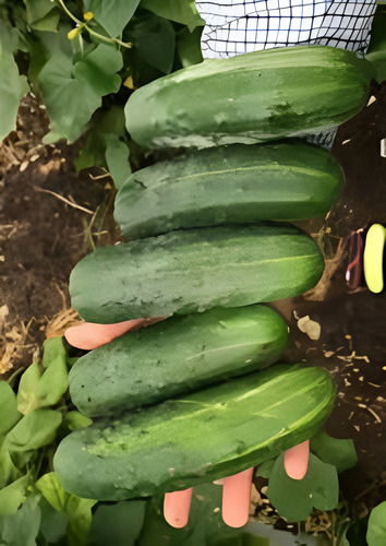 Pepino Spickler F1 Super Max De 1 Mil Sem De Us Agriseeds