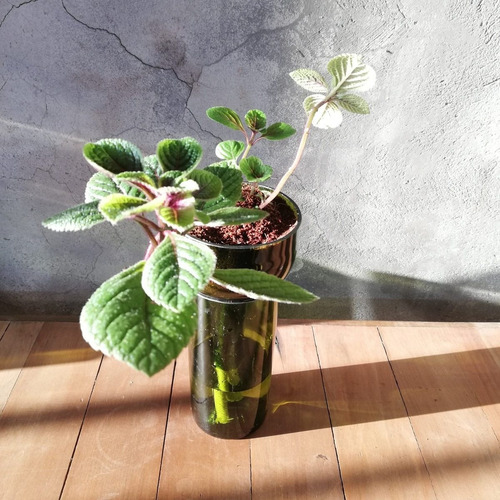 Dolar Negro Little Plant 24 Sin Soporte, Maceta Autorregante