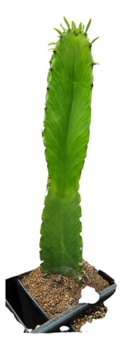 Cactus Euphorbia Ingens(candelabro) Mediana.