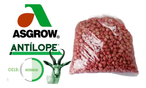 Semilla Maíz Hibrido Asgrow Antilope Tratamiento 1 Kg Granel