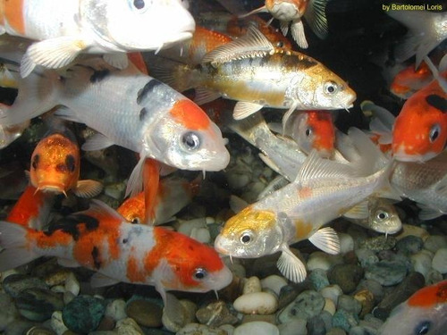 Carpas Koi