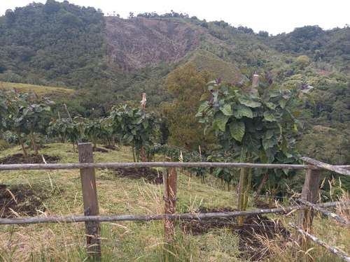 Finca En Venta En Ibagué