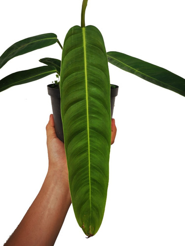 Philodendron Patriciae - Plantas Exóticas - Aráceas