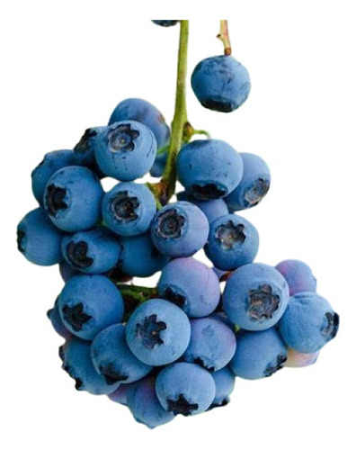 Blueberry 80cm A 1 M ( Planta ) , Arandano , Ojo De Conejo