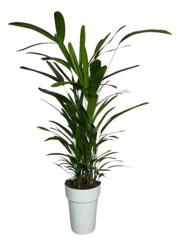 01 Muda Planta Raphis Excelsa Rafia Touceira Palmeira Ráfis