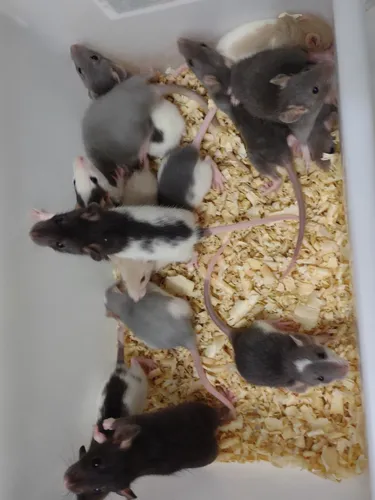 comprar Filhotes De Rato Twister - Entrega A Domicílio São Paulo