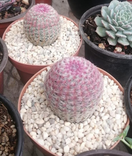 Cactus Rosa Ahora Con Mercado Envíos