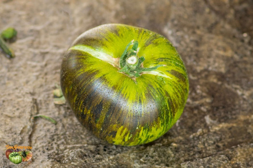 10 Semillas De Tomate Verde Xanadu.