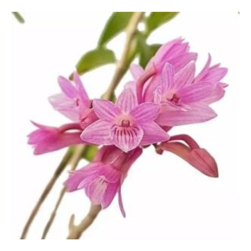 Orquídea Dendrobium Ramosii Planta Adulta Natural Exótica