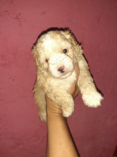 Imagen 5 de 7 de Caniche Listo Para Entregar