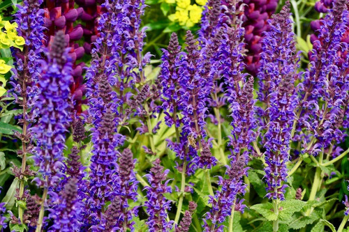 Salvia 100 Gr Erva Seca