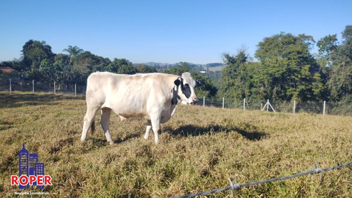 Chacara Em Bragança Paulista De 24mil M², Com Uma Excelente Localização, Toda Cercada, Pomar, Mata Nativa Com Riacho, Casa De Caseiro, Canil E Gatil - Ch00959 - 68997001