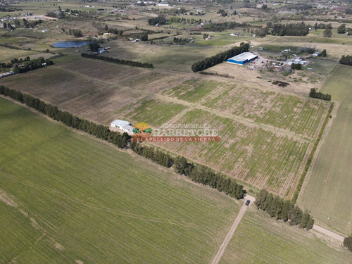 Imagen 15 de 16 de Campo, 7 Has, Cno Mendoza, Quinta En Producción Con Frente A Dos Caminos