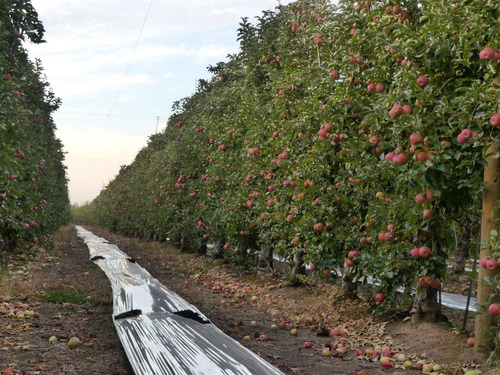 Campo Frutícola En Venta En Linares