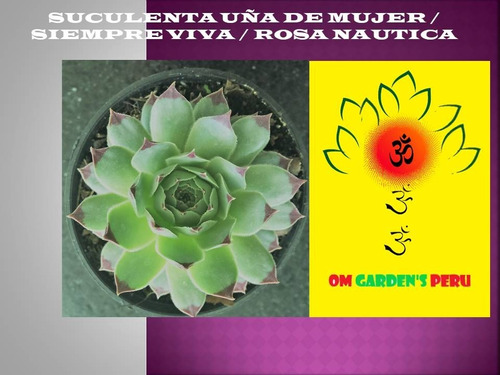 Suculenta /cactus Uña De Mujer /siempre Viva /rosa Nautica