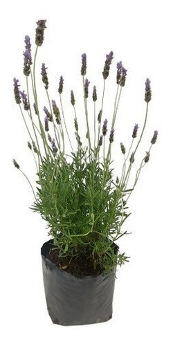 Imagen 2 de 2 de Planta Lavanda Natural 30 Cm.