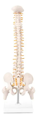 comprar Modelo De Anatomia Da Coluna Vertebral Em Miniatura, Coluna