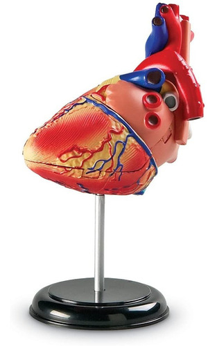 Modelo Anatómico Del Corazón Humano A Escala