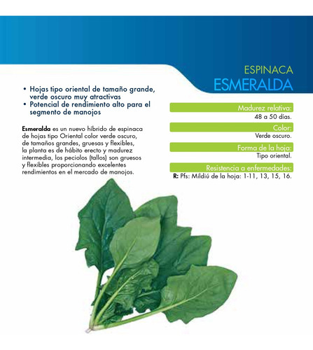 Semilla De Espinaca Esmeralda Sakata A Granel 1 Kilo